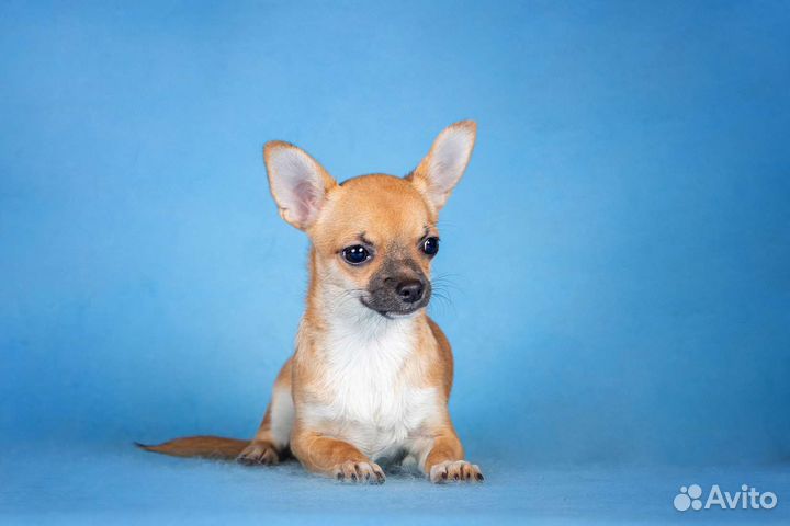 Чихуахуа девочка