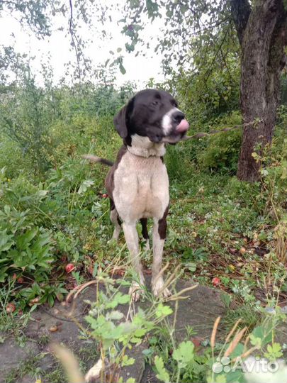 Пес в добрые руки