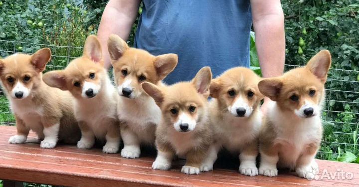 Вельш-корги пемброк