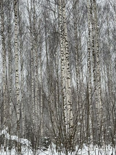 Лес на корню береза