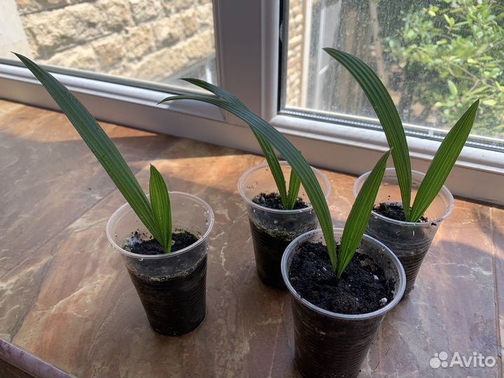 Пальма трахикарпус форчуна