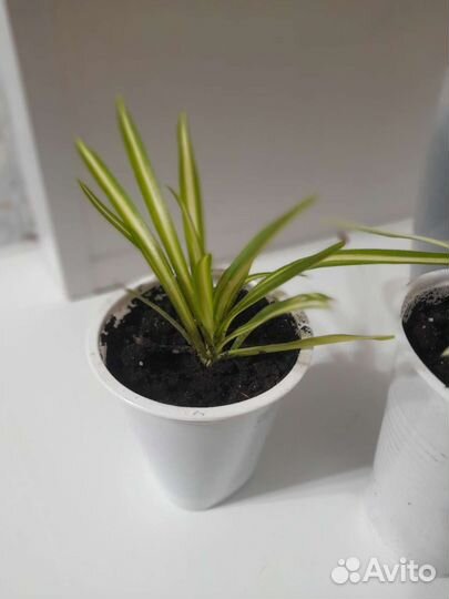 Хлорофитум