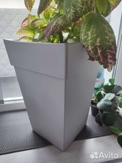 Кашпо с цветком или без