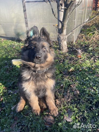 Немецкая овчарка