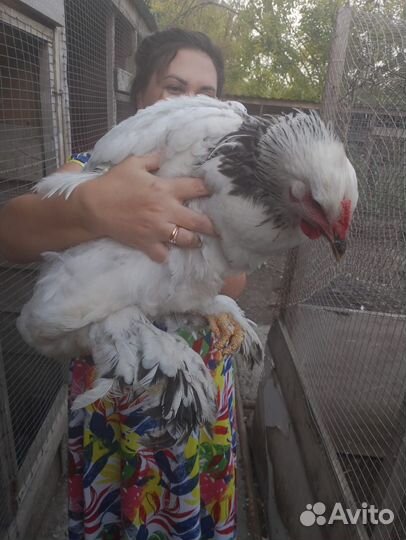 Петухи кохинхин, брама, барневельдер