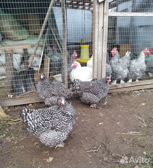 Мехеленская кукушка редкие окрасы