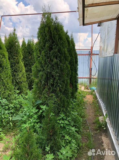 Туя западная 1-1,2 м