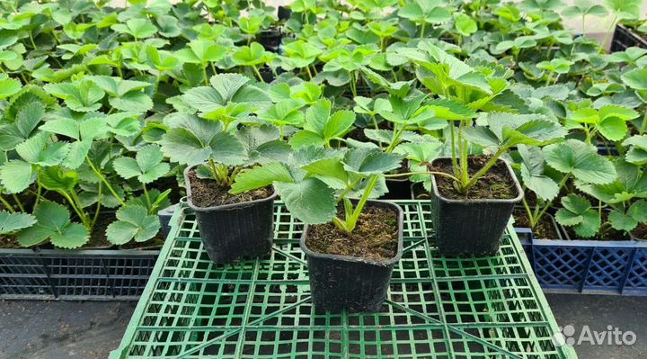 Рассада клубники