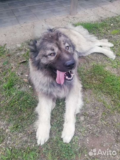 Кавказская овчарка