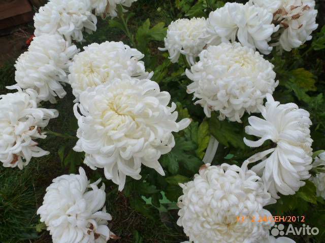 Хризантемы Сортовая Индийская Белая