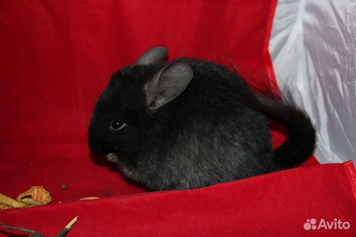 Шиншиллы и шиншиллята