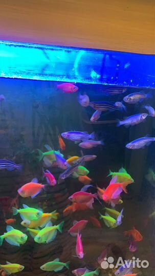 Аквариумные рыбки тернеция гло, данио