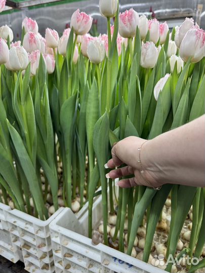 Тюльпаны розница