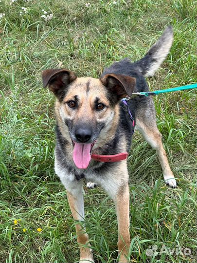 Собака в добрые руки