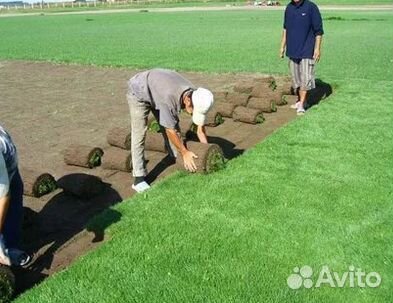 Газон рулонный гарантия