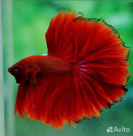 Рыбка петушок самец