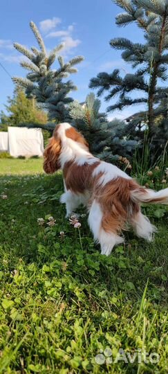 Супер мини девочка,кавалерочка