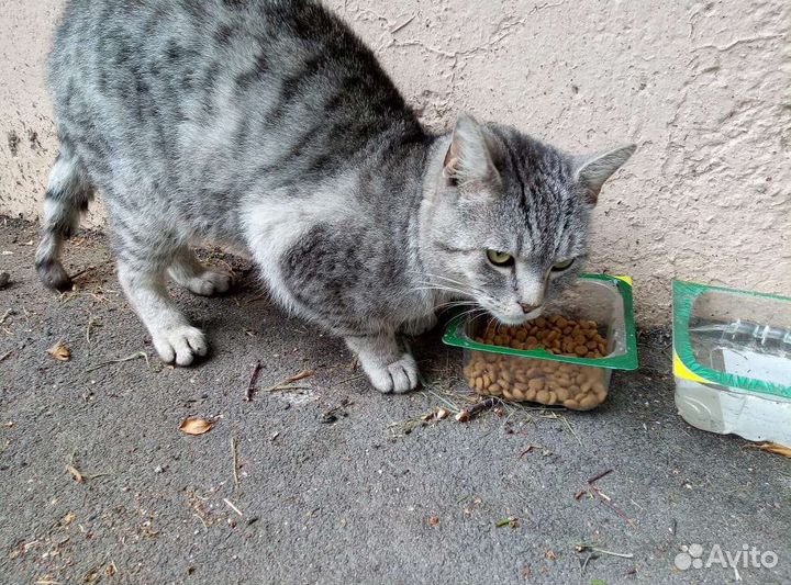 Котик в добрые руки