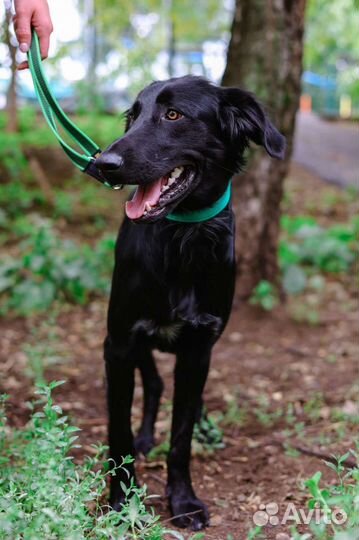 Небольшая породистая собака из приюта для квартиры