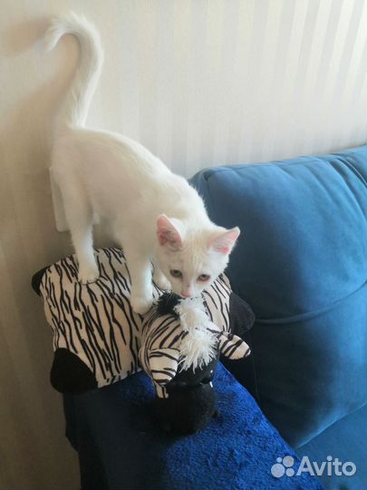 Домашние животные котята