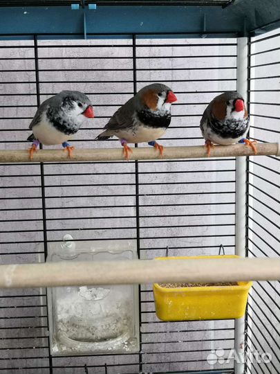 Зебровые амадины