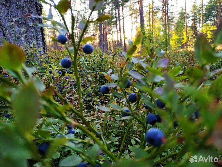 Голубика лесная боровая отборная