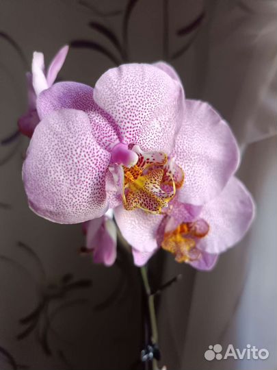 Орхидея фаленопсис Манхэттен