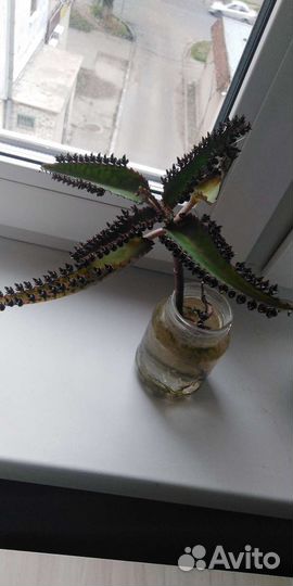 Каланхоэ лечебное