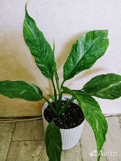 Спатифиллум джемени