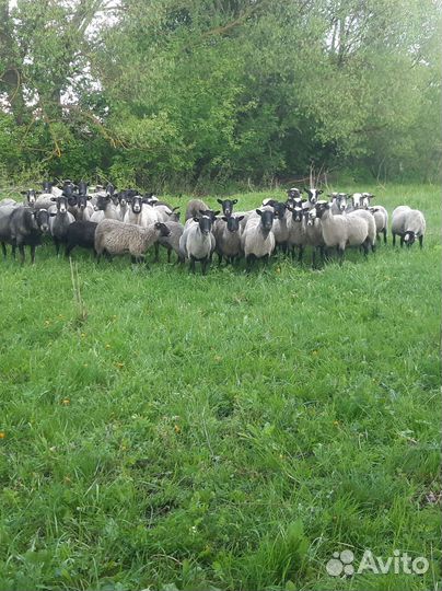 Романовские овцы, бараны