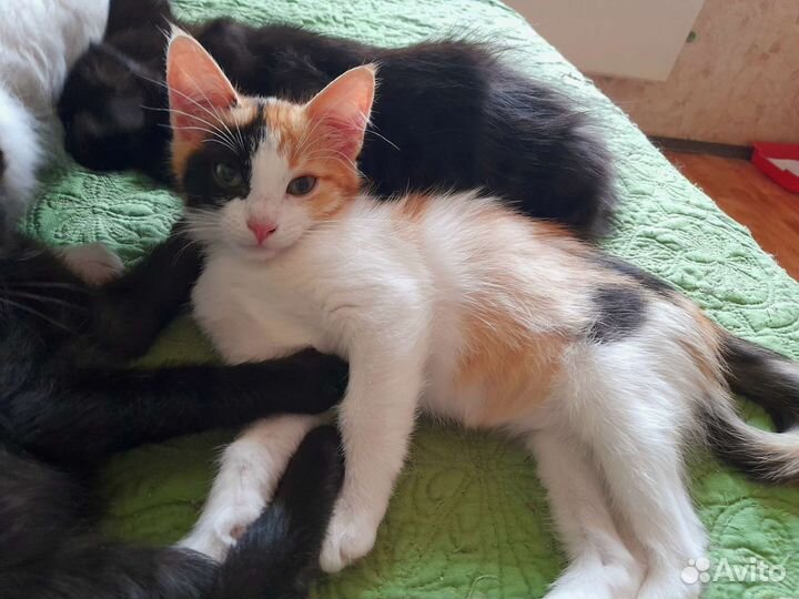 Солнечная девочка 2 мес. Котенок. Три цвета