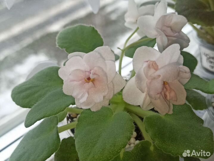 Фиалки мини и полумини черенки