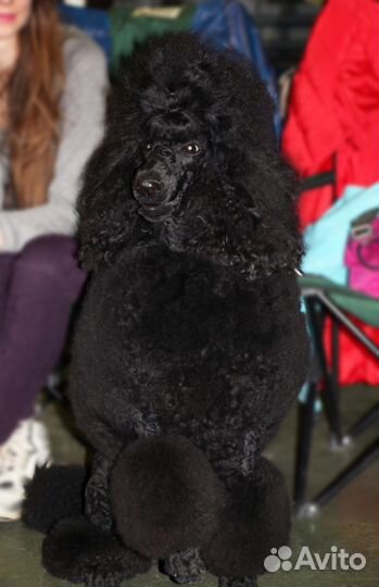 Большой пудель, вязка, чемпион России