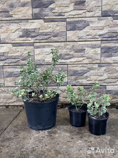 Декоративные кустарники