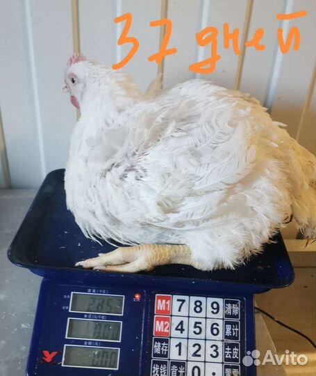 Цыплята ross 308, бройлер