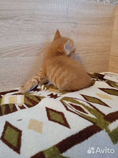 Котëнок мальчик