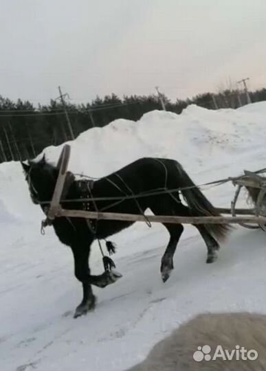 Кобыла иноходка
