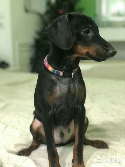 Мини доберман