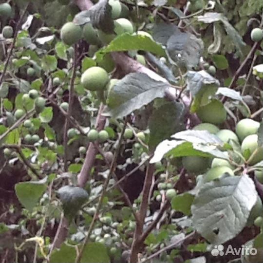 Саженцы сливы столовой