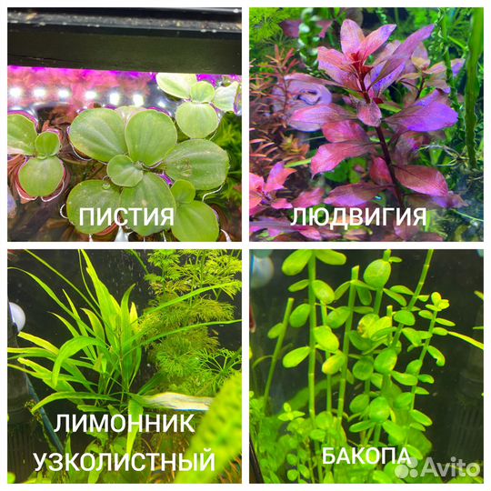 Аквариумные растения