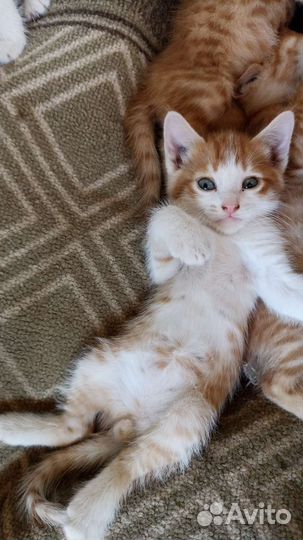 Кошка в дар бесплатно