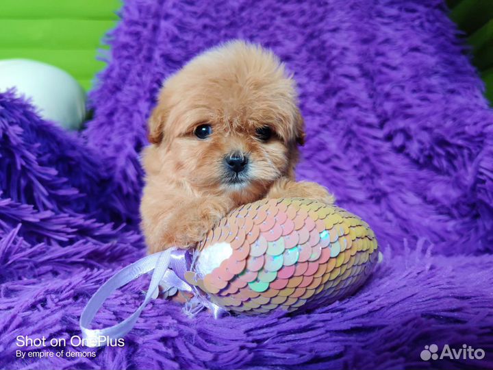 Мальтипу мини, микро, есть черныебебиф, доставка