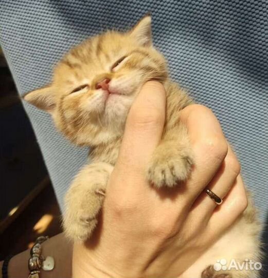 Клубные британцы золотая шиншилла