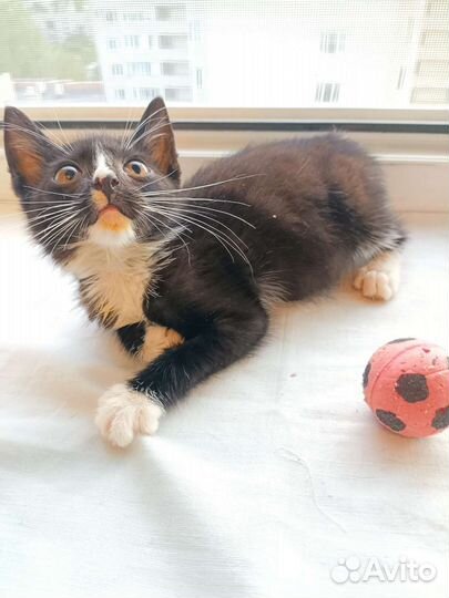 Котёнок, 2 месяца