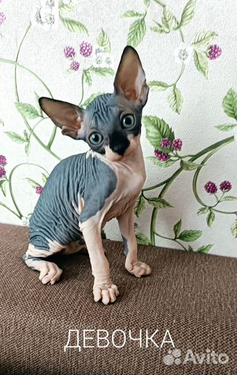 Котята Сфинкса