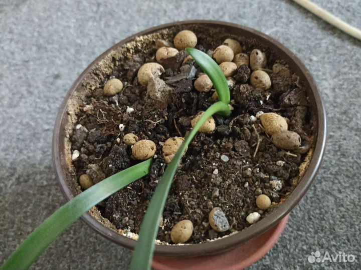 Луковицы амариллиса