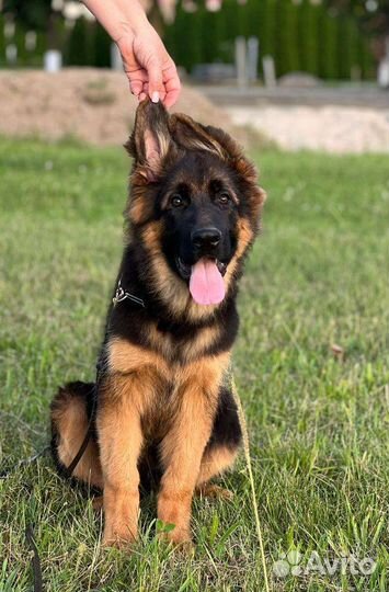 Шоу перспектива) Кобель дш немец