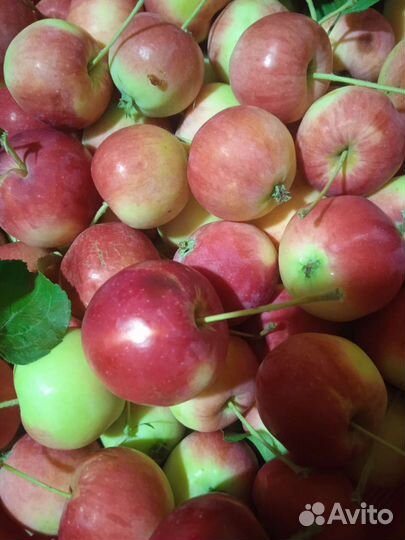 Листья и корни хрена чистые с сада-огорода