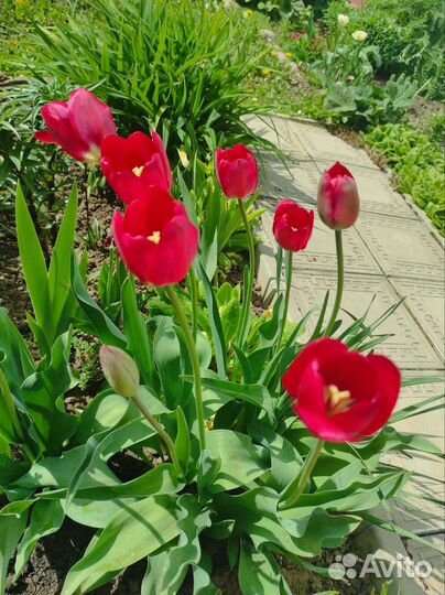 Тюльпаны пять видов