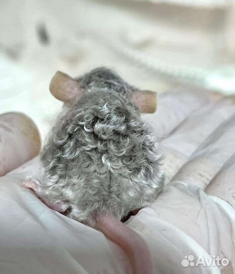 Мышки тексели сатиновые и рексы кудрявые